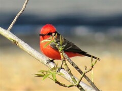 Pyrocephalus rubinus