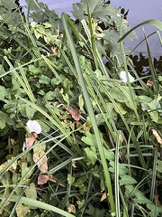 Calystegia silvatica