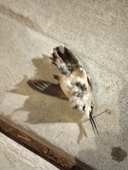 Trochilidae