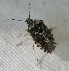 Rhaphigaster nebulosa