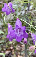 Penstemon stenophyllus