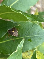Pentatoma rufipes