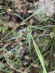 Penstemon stenophyllus