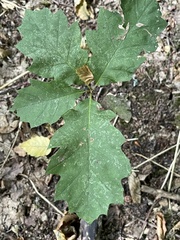 Quercus rubra