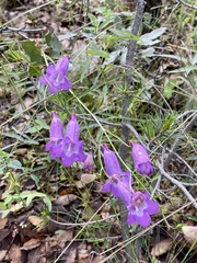 Penstemon stenophyllus