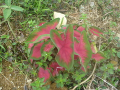 Caladium bicolor