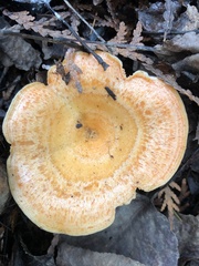 Lactarius deliciosus