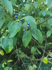 Cornus amomum
