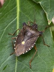 Pentatoma rufipes