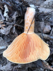 Lactarius deliciosus