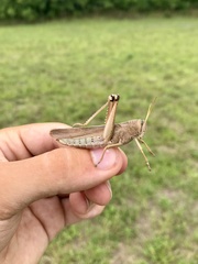 Schistocerca lineata