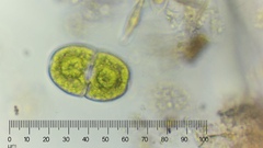 Cosmarium