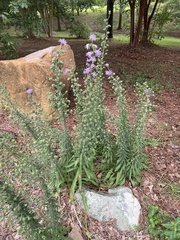 Liatris squarrulosa
