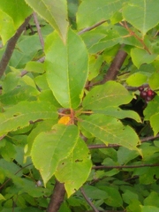 Prunus virginiana