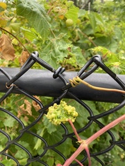 Daktulosphaira vitifoliae