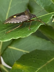 Pentatoma rufipes