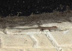 Podarcis guadarramae guadarramae