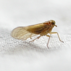 Delphacidae
