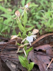 Habenaria clypeata