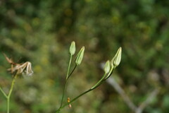 Crepis pulchra