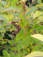 Prunus virginiana