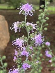 Liatris squarrulosa