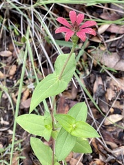 Zinnia peruviana