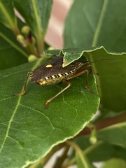 Pentatoma rufipes