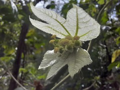 Dalechampia
