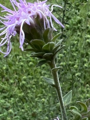 Liatris squarrulosa