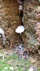 Volvariella bombycina