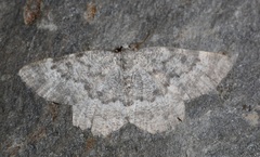 Charissa glaucinaria