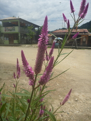 Celosia
