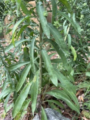 Liatris squarrulosa