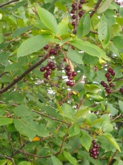 Prunus virginiana