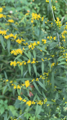 Solidago caesia