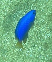 Pomacentrus coelestis