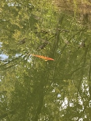 Cyprinus rubrofuscus