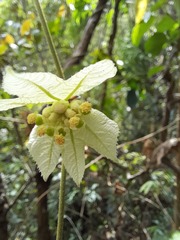Dalechampia