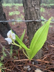 Govenia liliacea