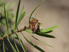 Carpocoris mediterraneus atlanticus
