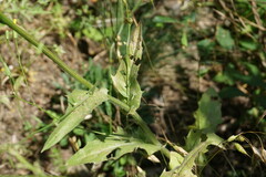 Crepis pulchra