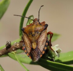 Carpocoris mediterraneus atlanticus