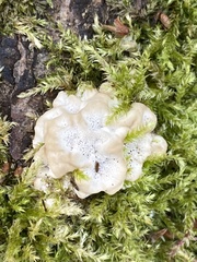 Trametes pubescens