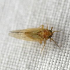 Delphacidae