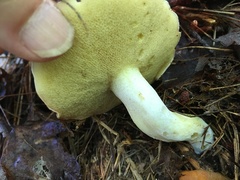 Suillus weaverae
