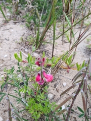 Indigofera sp-aff-platypoda