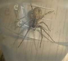 Anyphaena accentuata