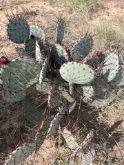 Opuntia macrocentra