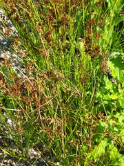 Juncus compressus